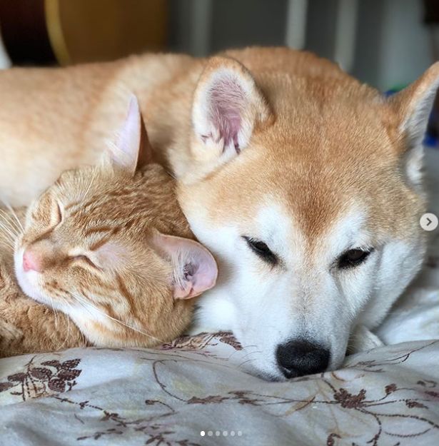日本一柴犬以为自己是猫每天和只橘猫混一起后画风变成了这样