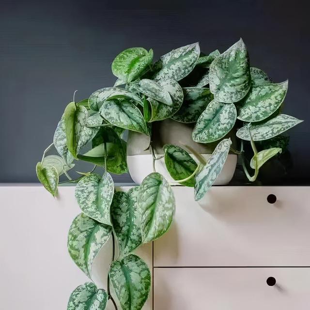 冬天养盆银斑葛,叶色淡雅,清新又养眼,比绿萝好看多了