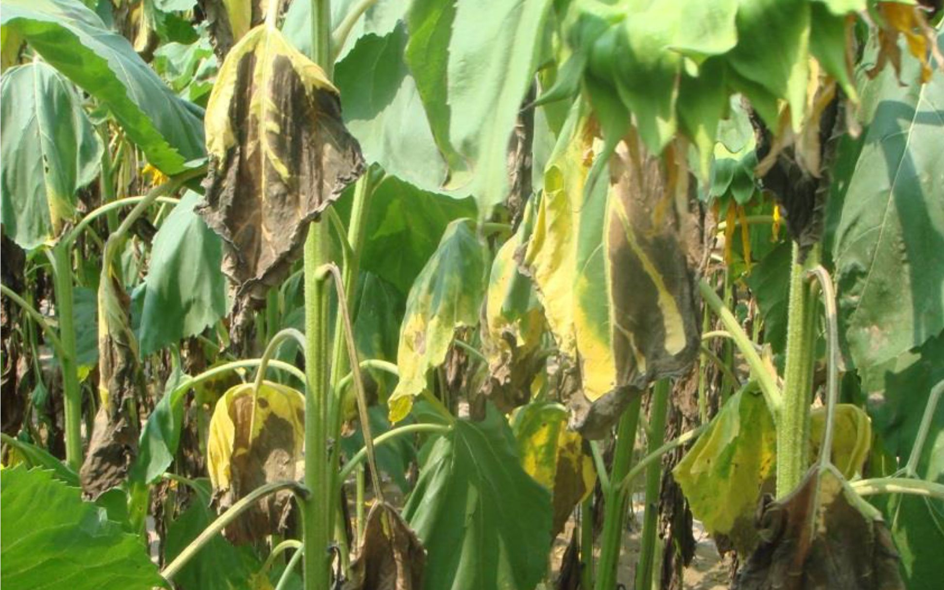 向日葵黄萎病.中国农科院供图