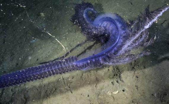 动物门(又叫刺胞动物,包括水母,水螅,海葵和珊瑚),它是水螅虫纲的一目