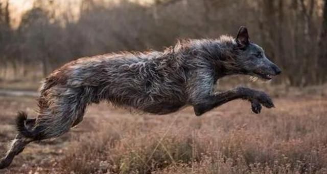 重达760斤巨鬣狗被发现,瞬间打败狮子,实力超强