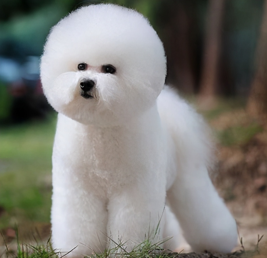 小房子也能养狗,这6种小型犬,占地不大而且还忠诚|小型犬|比熊犬|主人