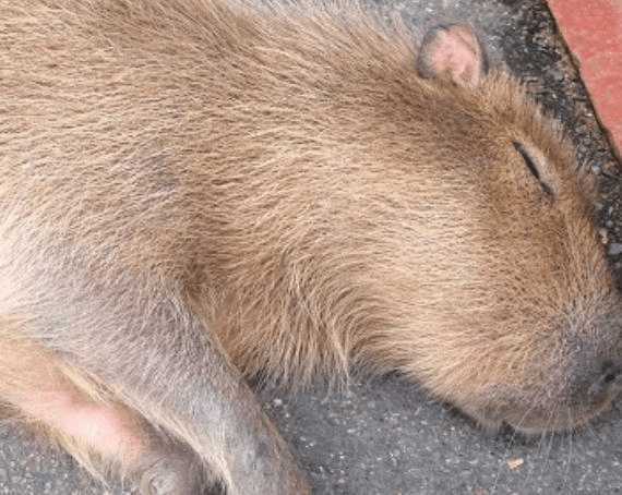 街边躺只巨大"老鼠"一动不动, 路人都停下来忍不住摸摸