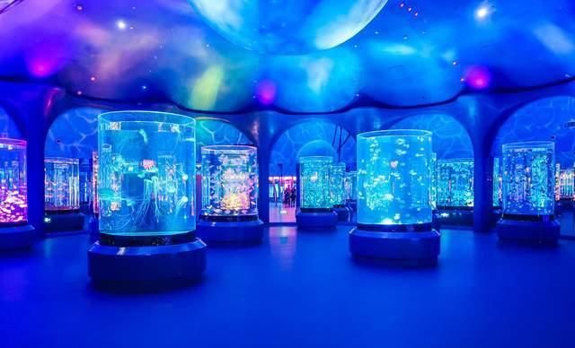 观赏完色彩缤纷的珊瑚,来到水母音乐厅可以欣赏到美轮美奂的水母们