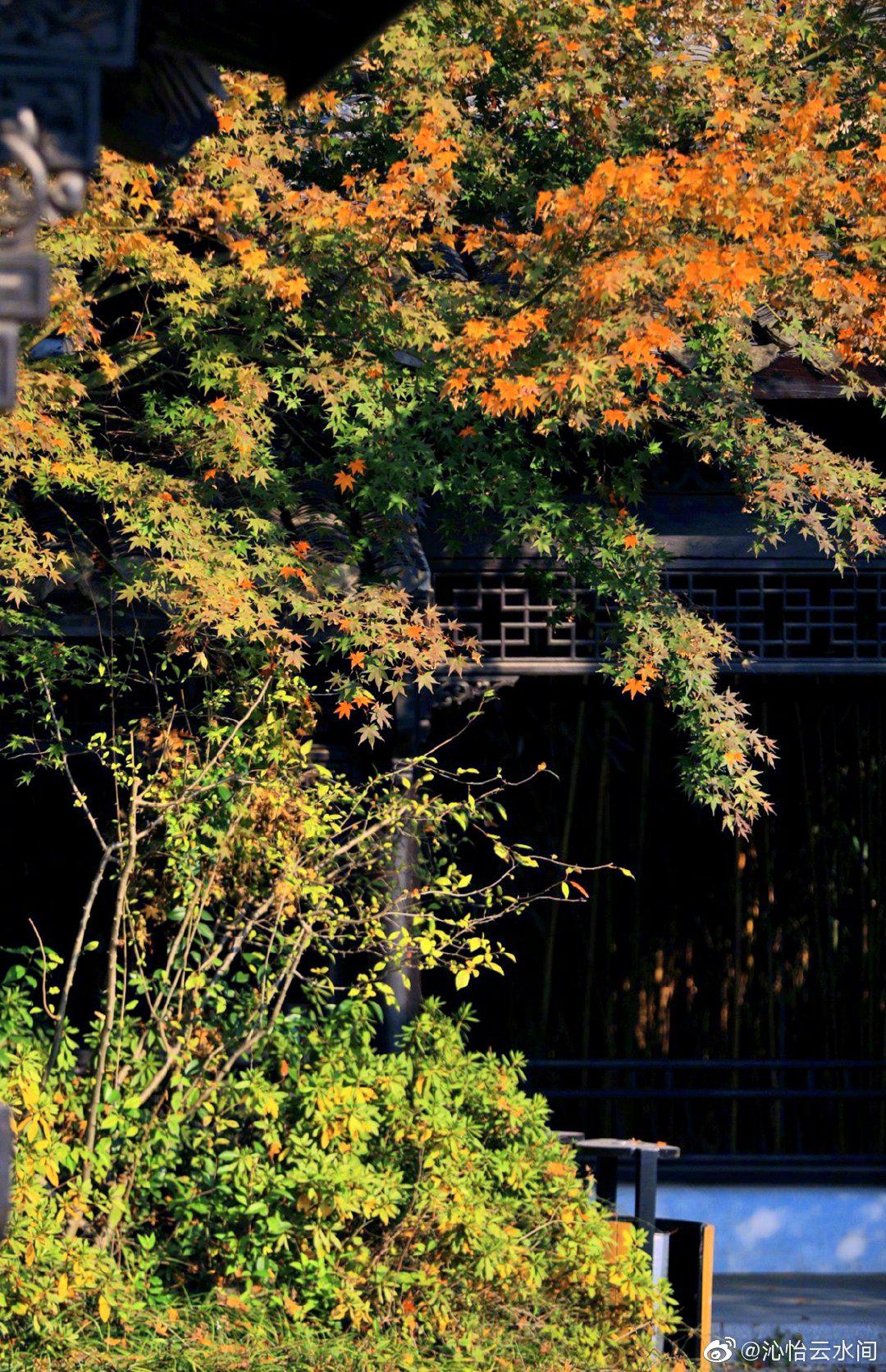 江苏泰州·万竹园 喜欢这一季的枫红 霜染了冬的画面