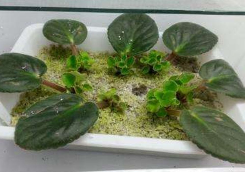 这2种漂亮的花,长得相似,但都可以用叶片扦插|大岩桐|叶片|叶脉_新浪