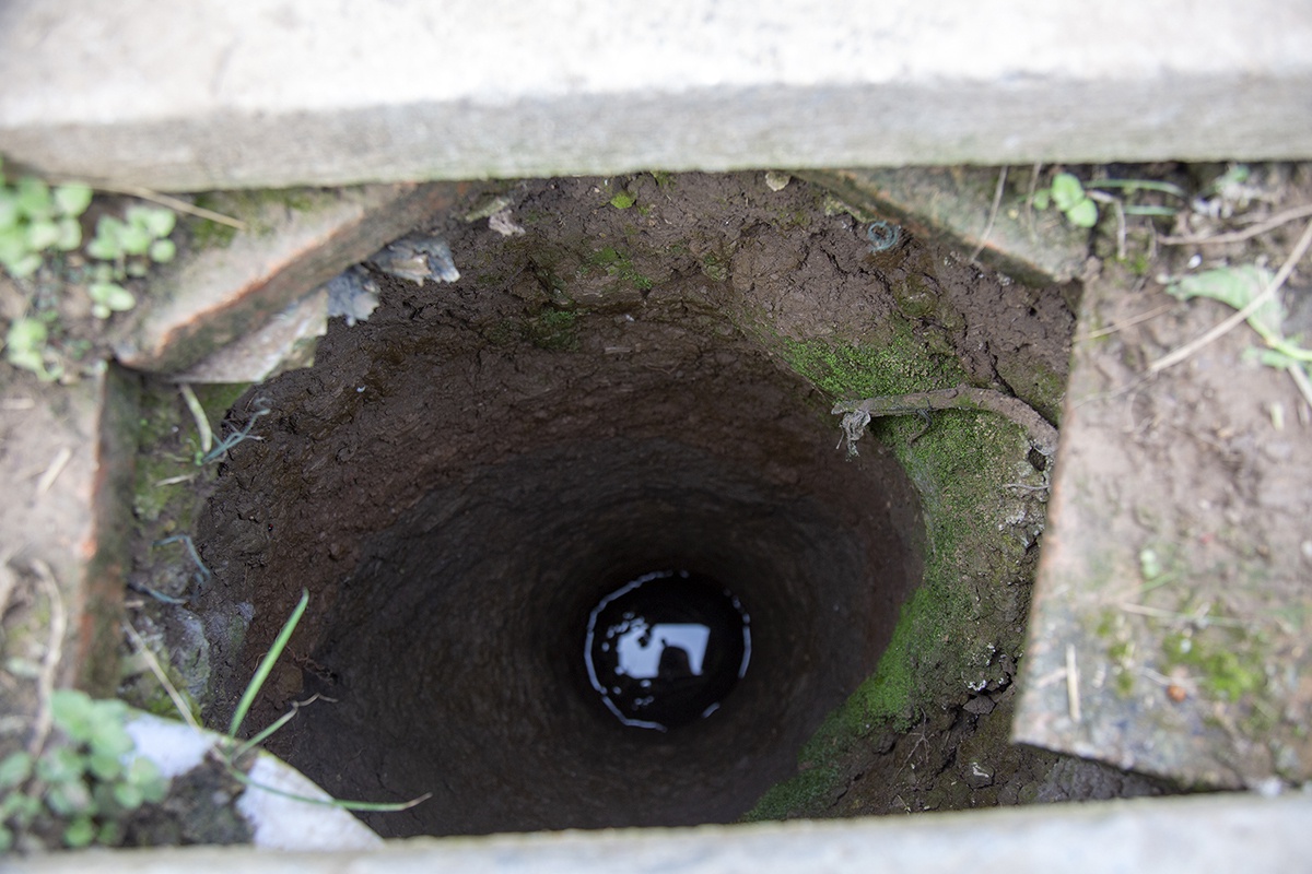 大爷育种40年种水萝卜小土井不常见