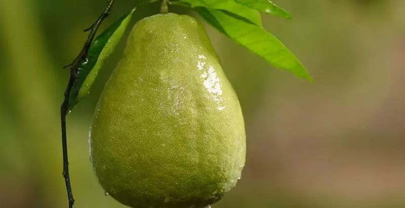 11月柚子飘香,你吃过广安龙安柚吗?