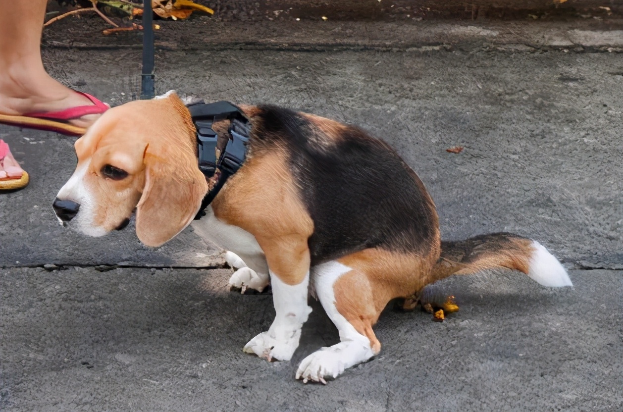 狗狗坐在地上摩擦屁股是告诉你这6件事