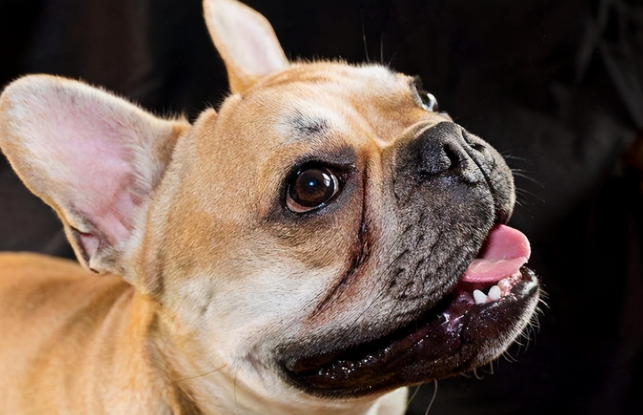 这种丑萌丑萌的狗,藏着你不知道的秘密__财经头条