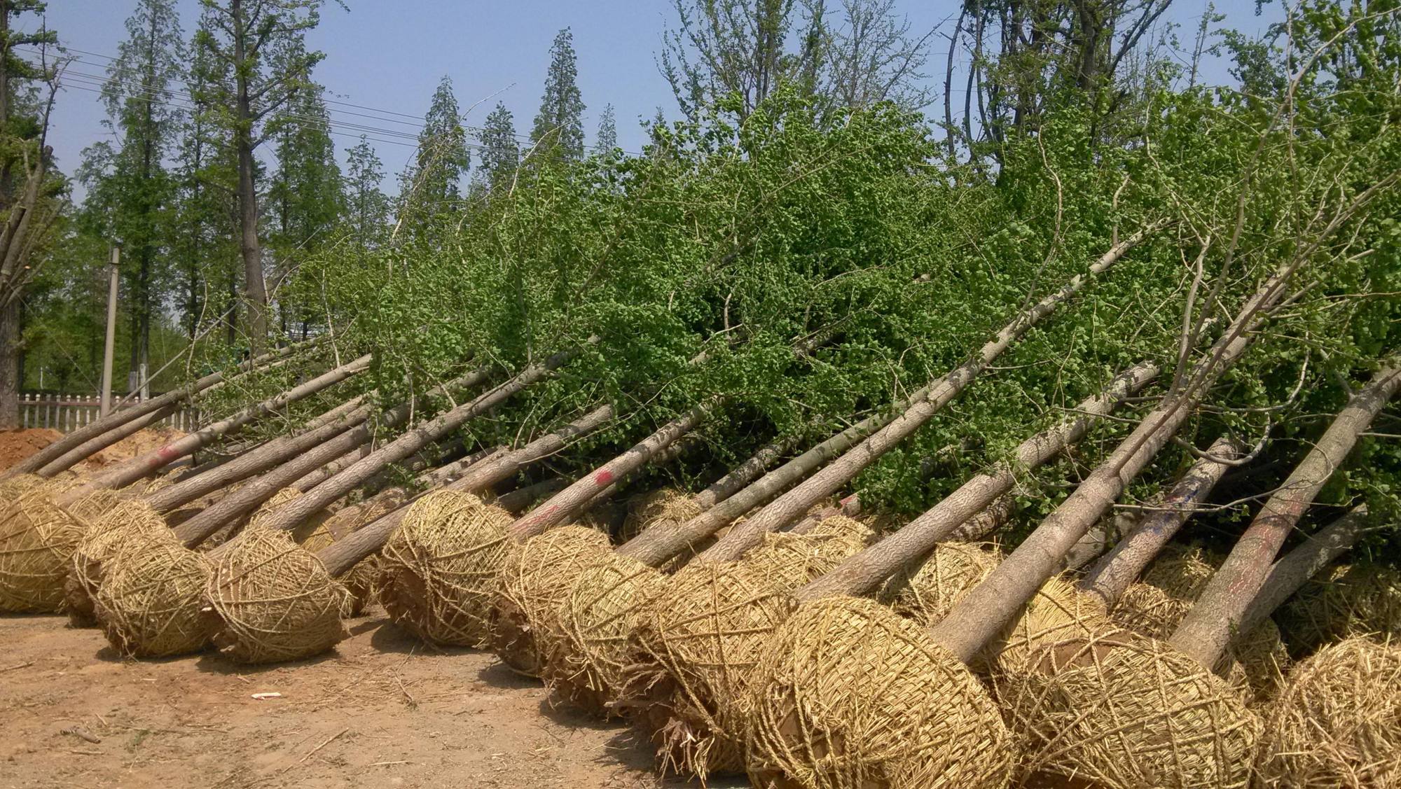 沂蒙山花卉苗木种植拓宽农民致富路