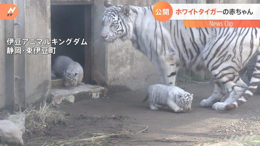 日本静冈县东伊豆町动物园里