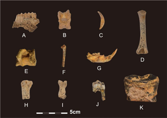     白石崖溶洞遗址发现的动物骨骼。图片由兰州大学宣传部提供