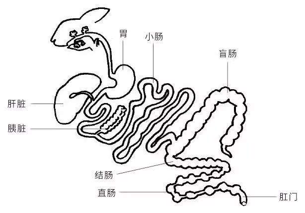 兔兔那么可爱为什么要吃便便