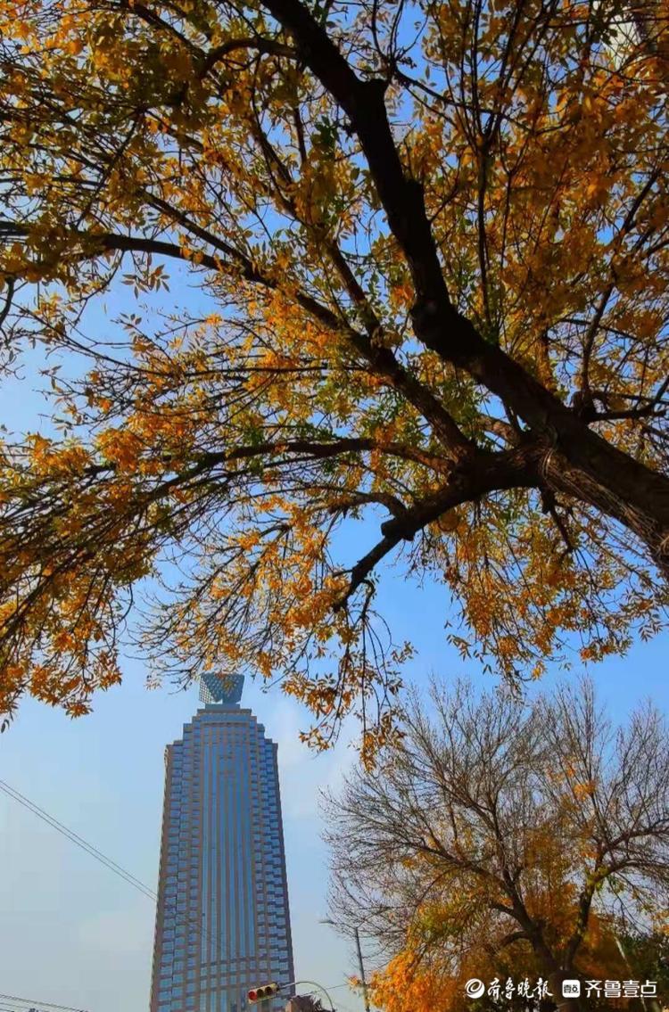 济南泺源大街的城市秋色