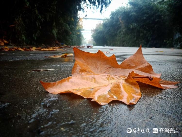 情报站|雨中漫步赏落叶!潍坊冬雨淋湿的落叶成一道独特的风景