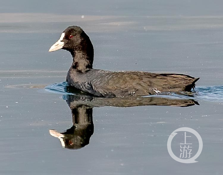 百鸟天堂!大昌湖国家湿地公园成珍禽乐园