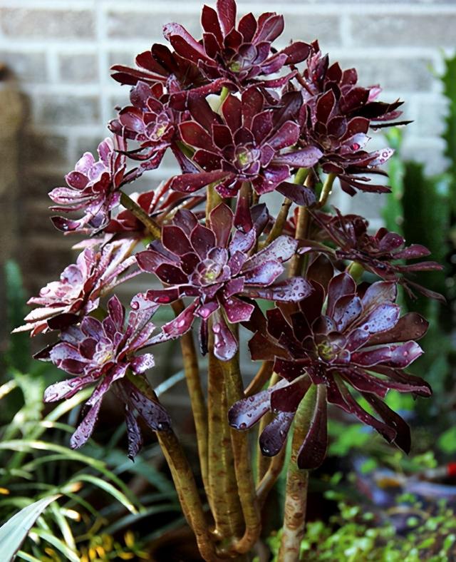 养花如养心,养多肉就选黑法师,养成老桩价值高