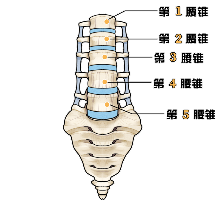 腰椎一共有几节图片