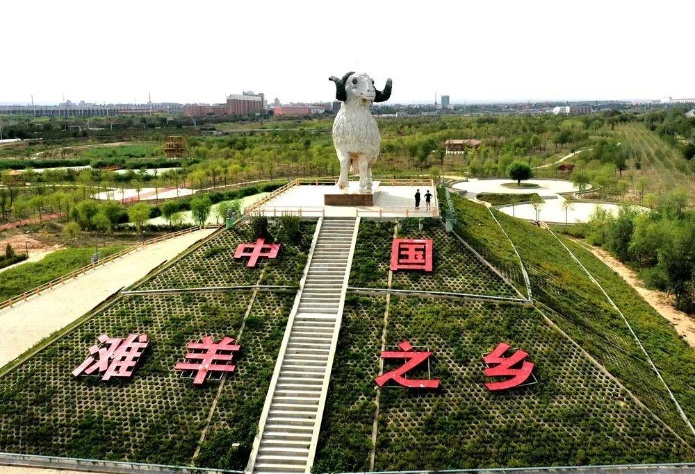 宁夏盐池滩羊集团图片