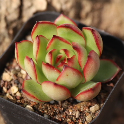 多肉植物保利安娜怎么养?