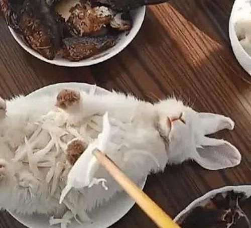 主人假装要吃兔子打算威胁一下它隔一会去看却不懂了