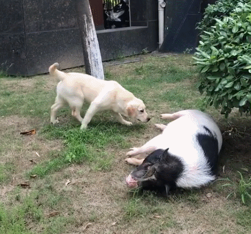 狗狗想要吓唬大猪,还没有靠近,猪假装被碰瓷倒地!