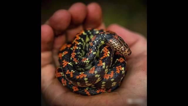 画一条可爱的小花蛇,花花绿绿的没那么可怕了吧!