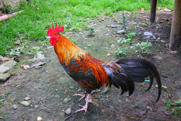 大金鸡:11月20号将会发生"地动山摇"的大新闻,看看怎么回事!