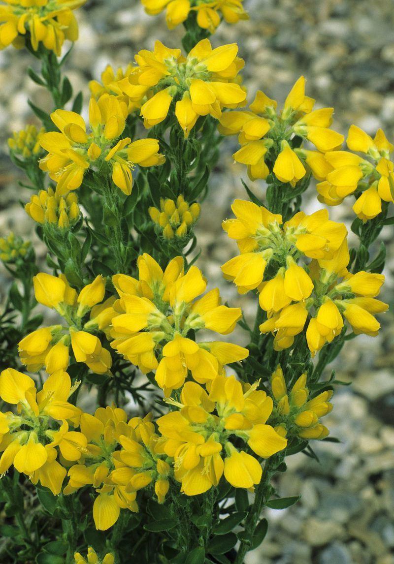 匍匐生长的金雀花开花金灿灿极耀眼记住这几点开得旺