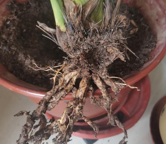 花卉总烂根?问题不一定在浇水上,这3个细节要注意!