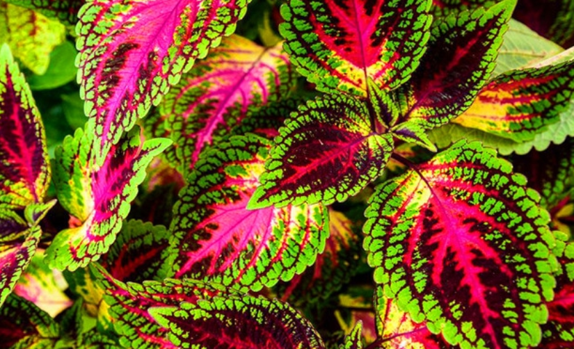 漂亮彩叶草,叶子五颜六色,绚丽多彩,沾土就活,养家里绝美!|南方|彩叶