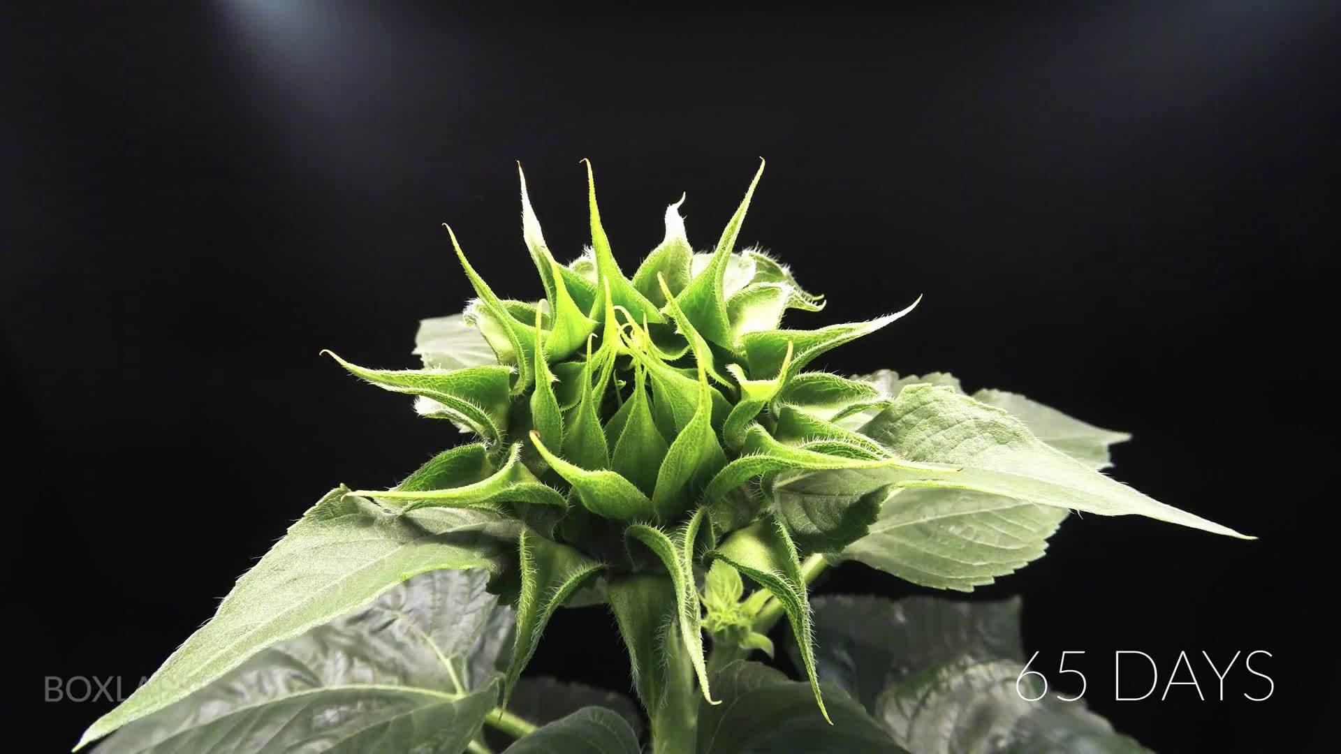 帮忙看看这个印雨草产在哪里?