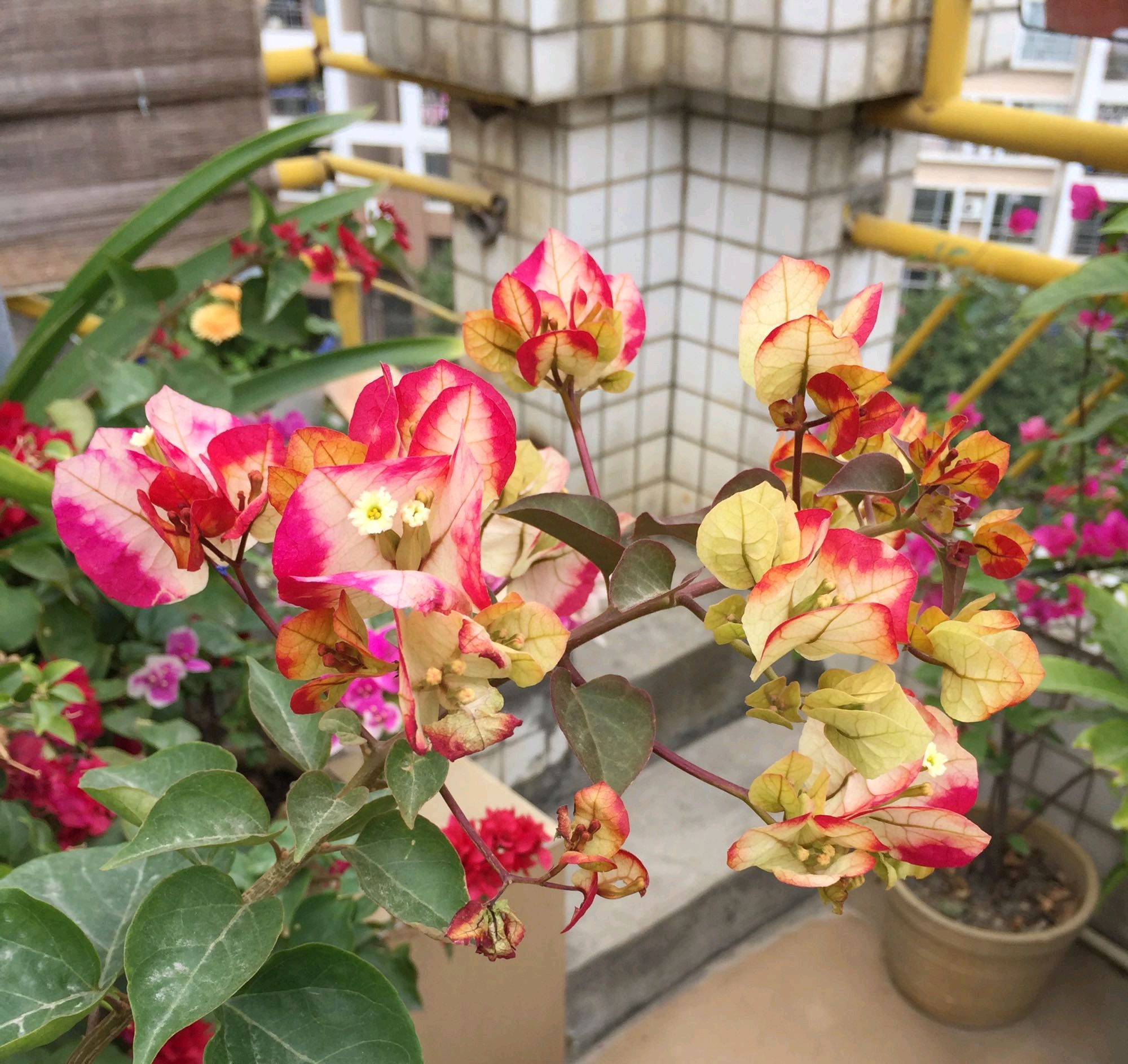 三角梅画报出现了枯叶掉叶,是施肥烧根还是温度太低?水多了