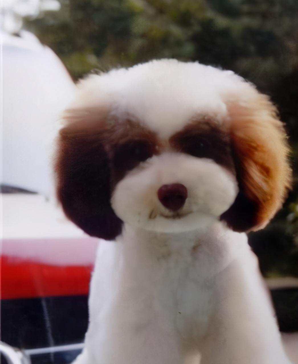 为什么花色泰迪犬那么少人养原来隐藏了这些真相