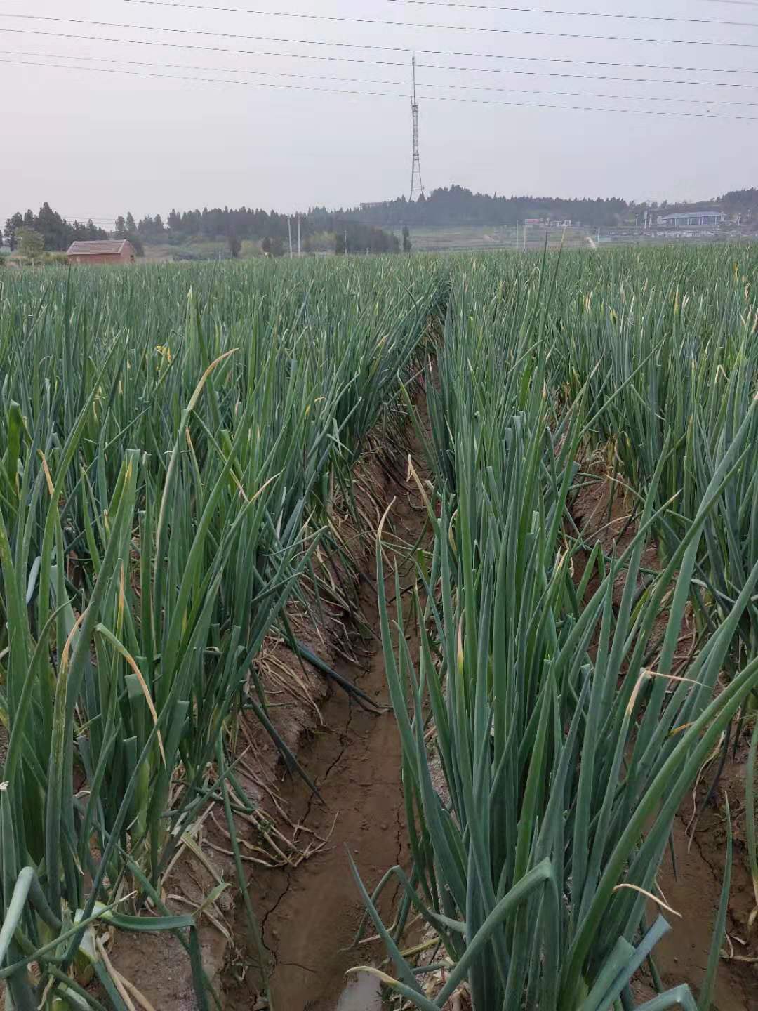 种出世界最长大葱的章丘王金村 葱价产量双丰收