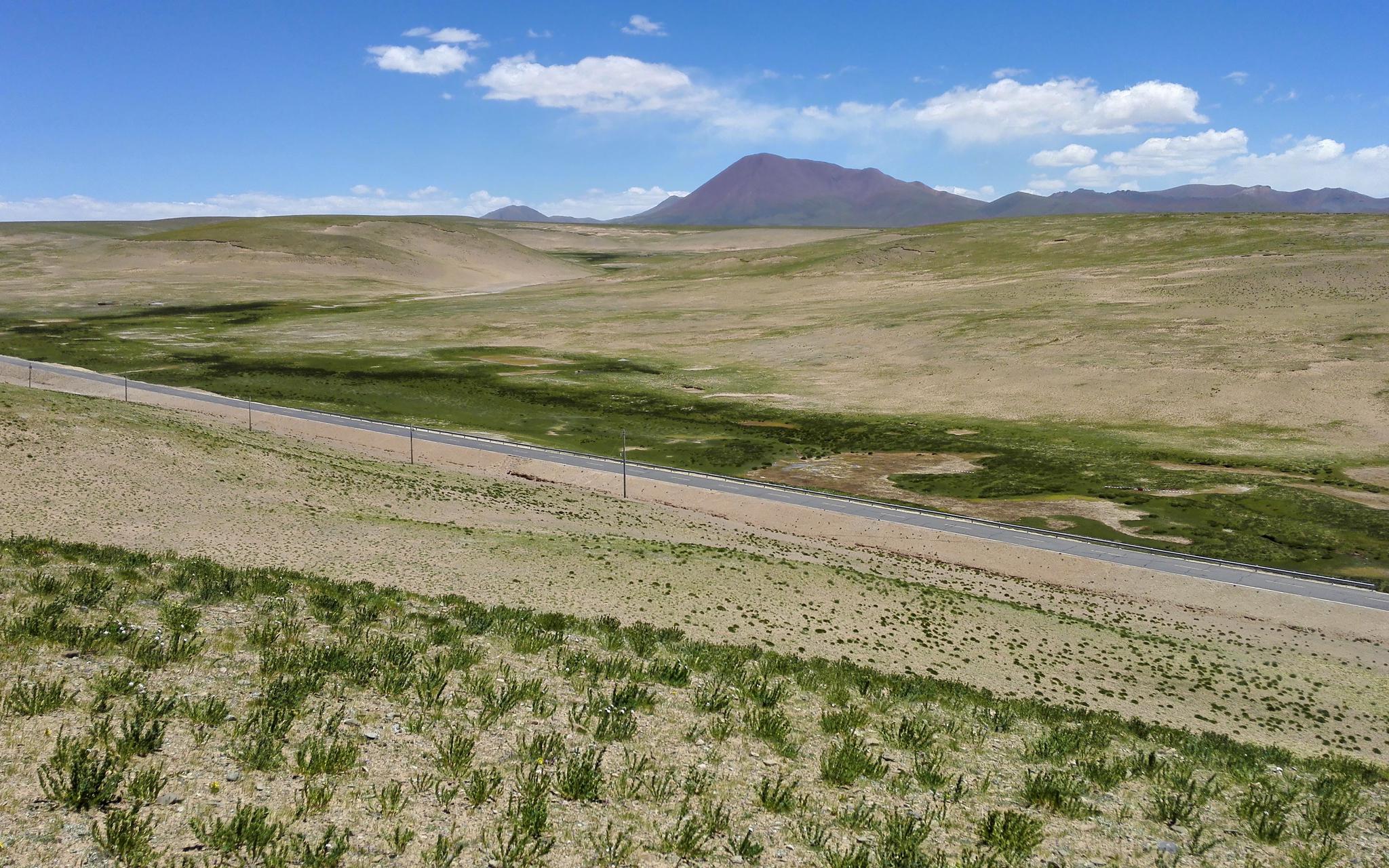 当高寒植物遇到温室效应 我国科学家找到植物适应环境变化的密码