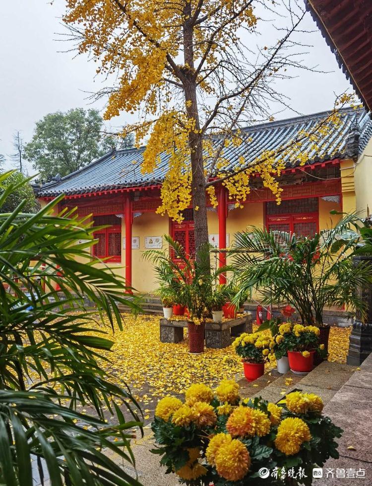 济南药山寺的银杏美醉了