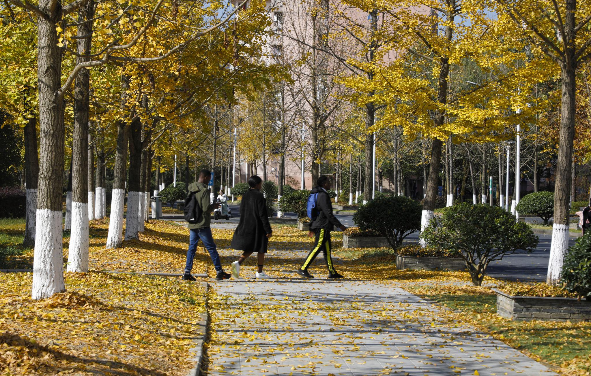 金洒校园林间小道