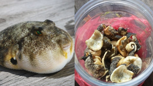 什么都敢吃!女孩到朋友家做客,吃其家中河豚饼干,中毒惨死