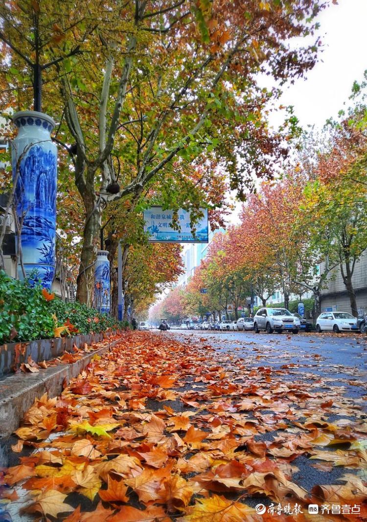 情报站|雨后落叶飘满街,济南马鞍山路诗意盎然铺"金毯"