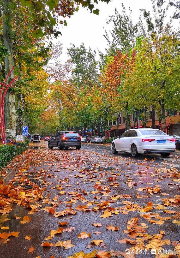 情报站|雨后落叶飘满街,济南马鞍山路诗意盎然铺"金毯"