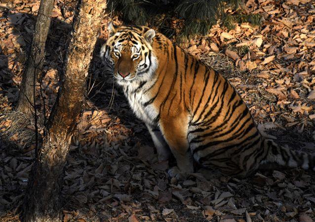 俄专家:约25只阿穆尔虎拥有俄中"双重国籍"