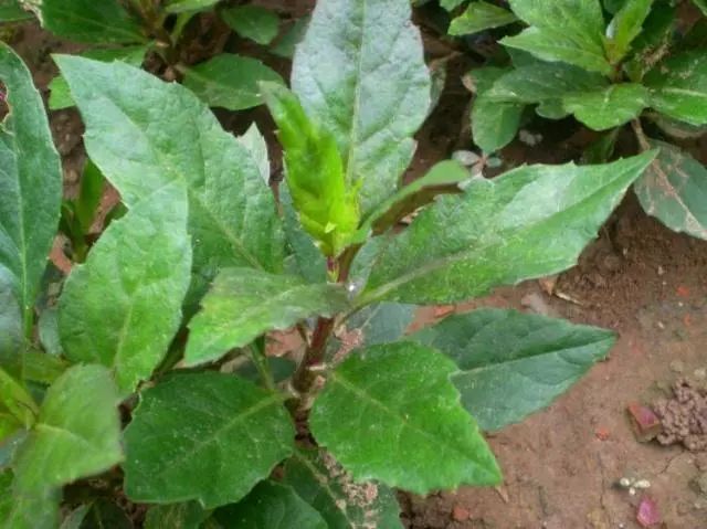 河边一种草叫"降压草",每天嚼两片叶,有助于"血压"降至理想标准