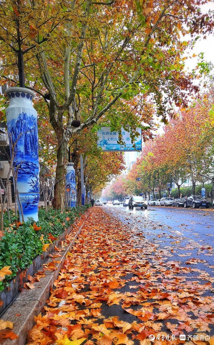 情报站|雨后落叶飘满街,济南马鞍山路诗意盎然铺"金毯"