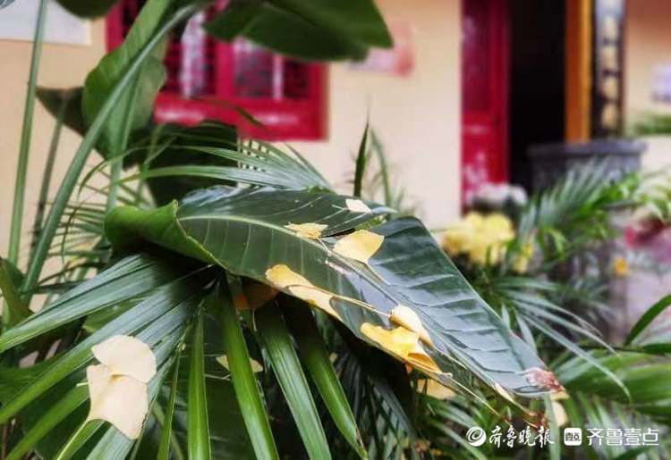 雨中的银杏叶与杜鹃花 银杏叶 杜鹃花 雨中 新浪新闻 雨中的银杏叶与杜鹃花 银杏叶 杜鹃花 雨中 新浪新闻