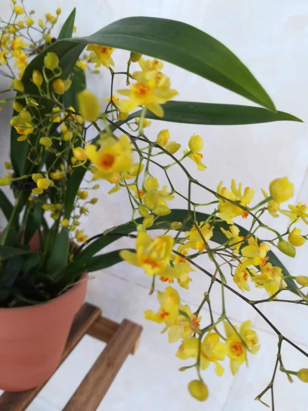 11月适合养文心兰花香味迷人花朵漂亮开花时间长