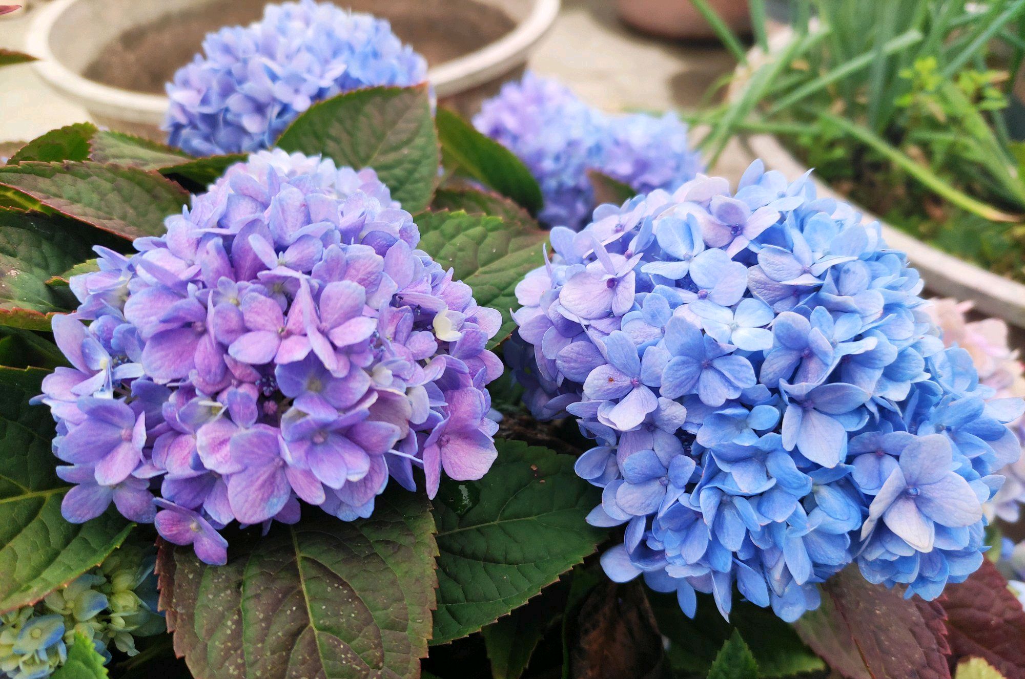 绣球花调蓝总是失败?深秋就开始调蓝,来年开出蓝色梦幻八仙花