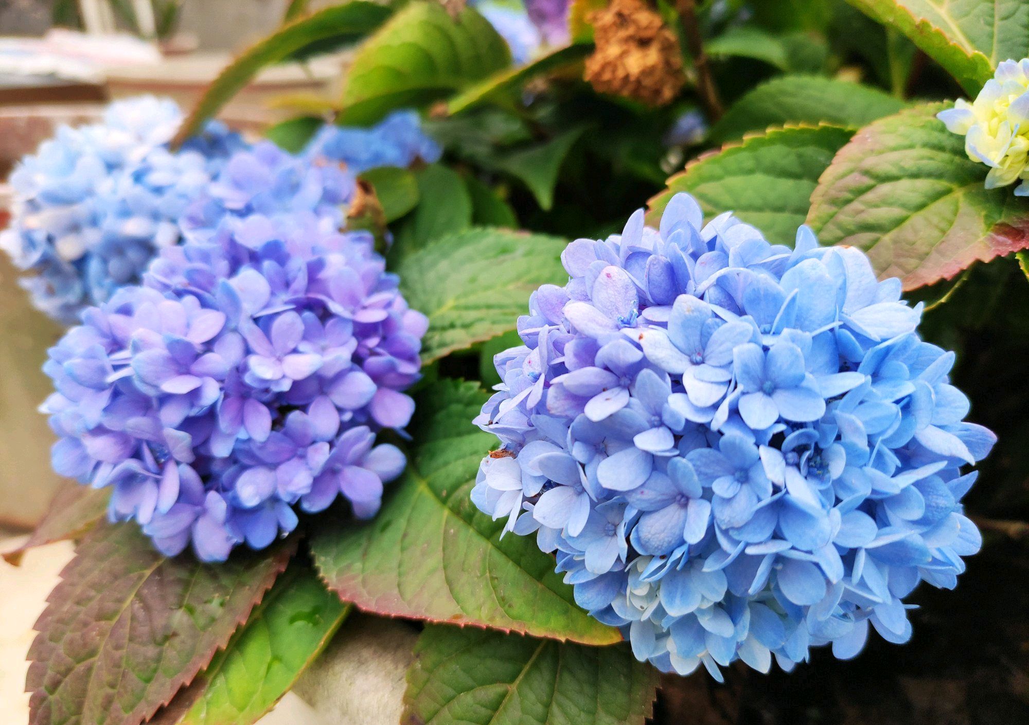 绣球花调蓝总是失败?深秋就开始调蓝,来年开出蓝色梦幻八仙花