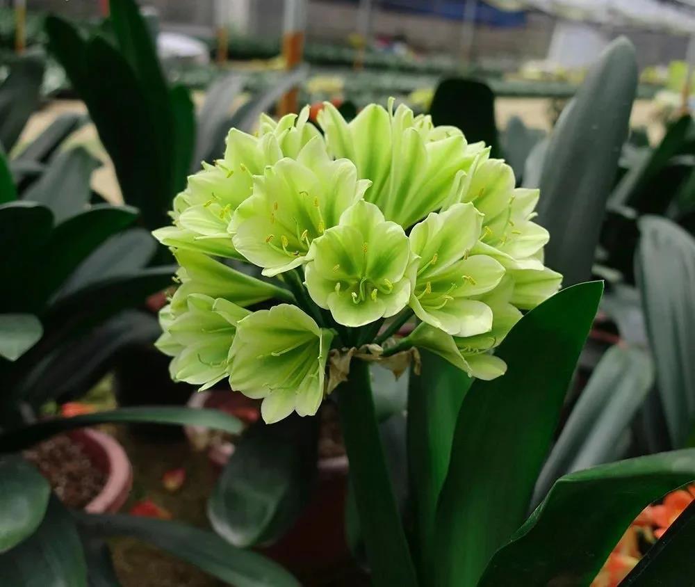 家养君子兰叶片总发黄,做好这几点,叶子绿油油